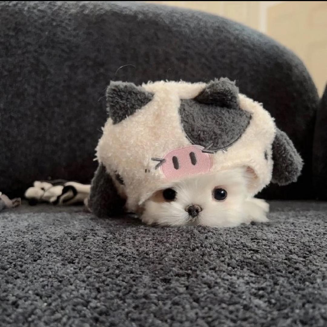 吉吉