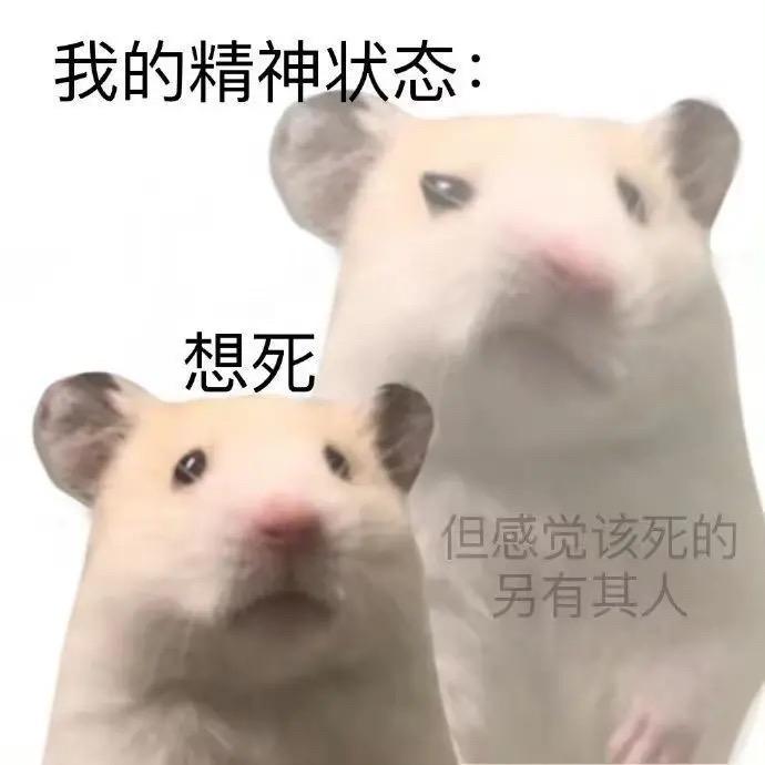 飞天小野猫