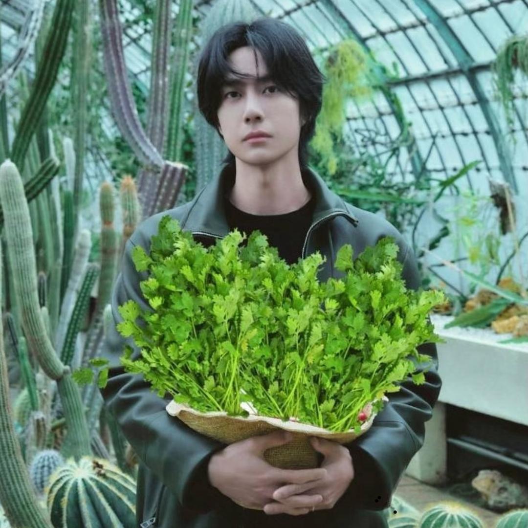 香菜脑袋爱吃香菜