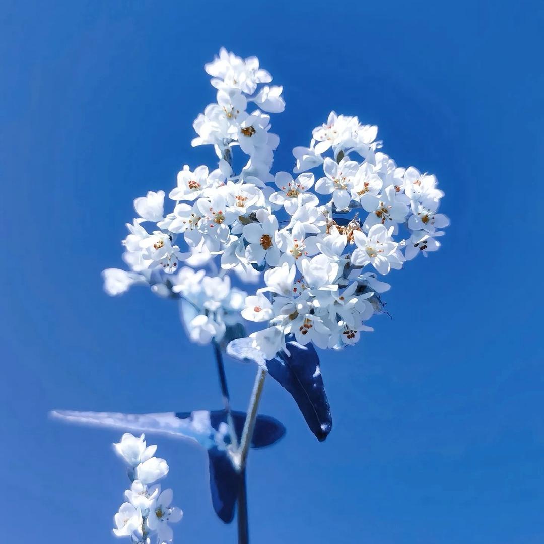 我是哈哈II