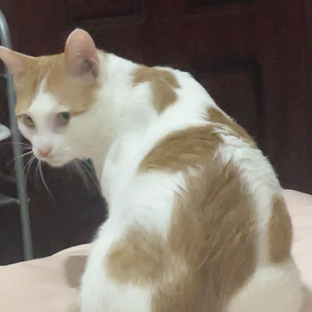 千张