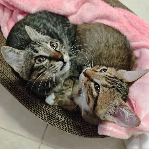 三明治配辣椒油