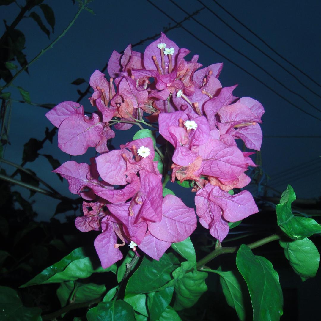 🌸🌸
