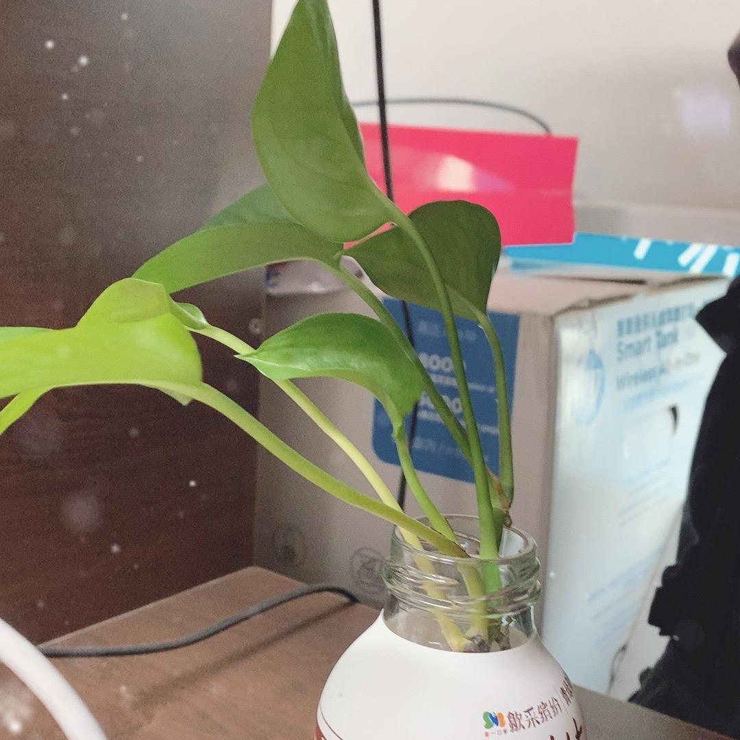 乡村振兴