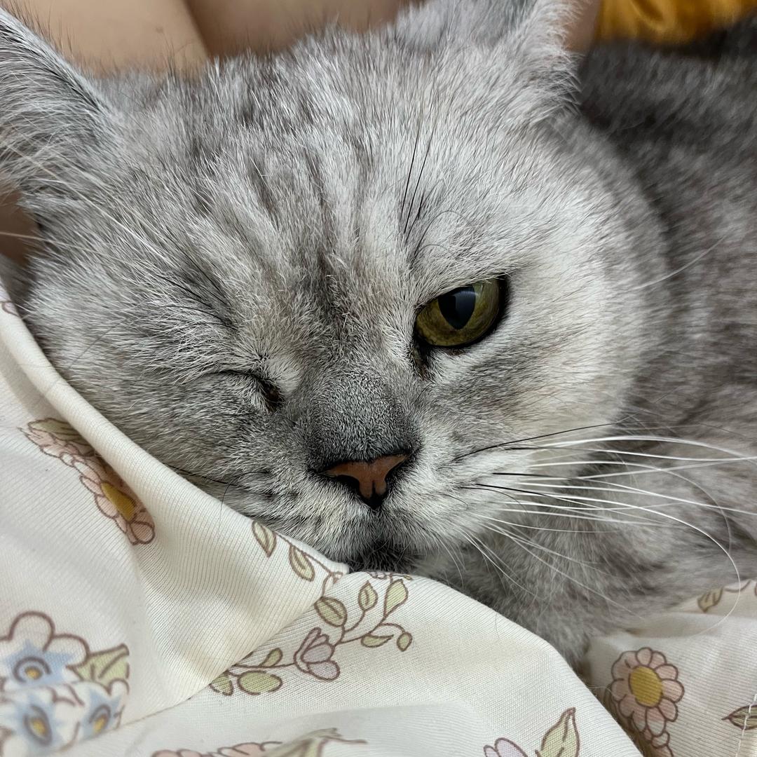 一颗葡萄