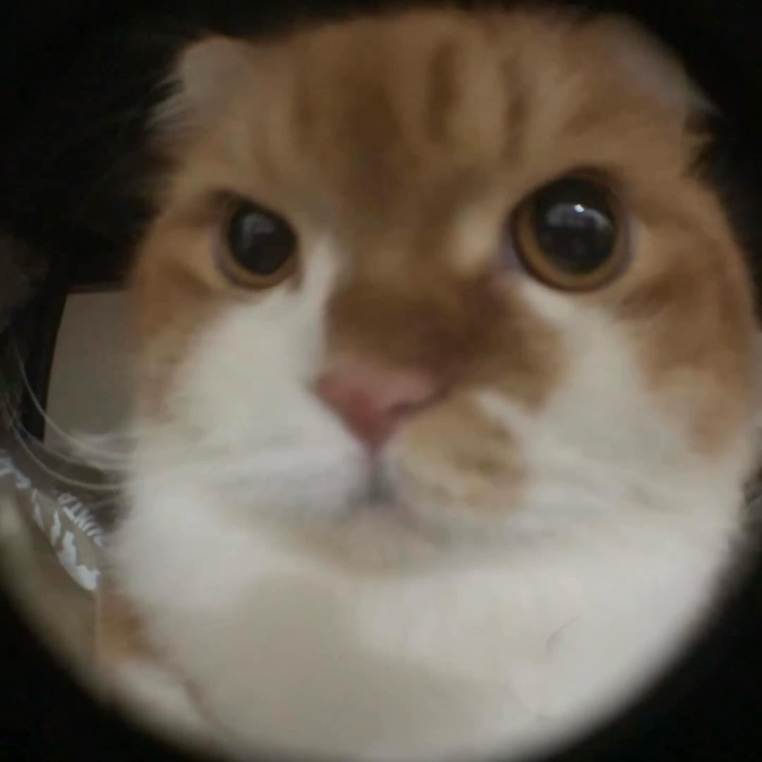 毛敏