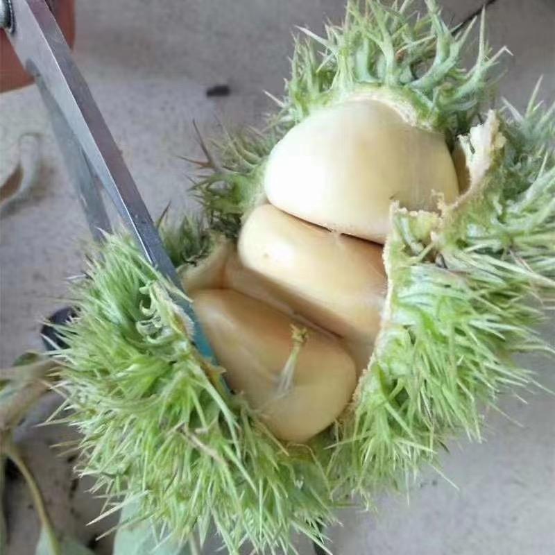 故乡情（）