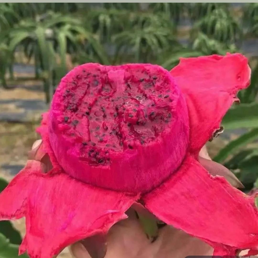 阿宇家的水果