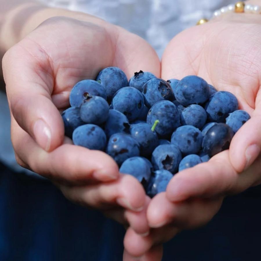 穹窿山蓝莓园.小胖