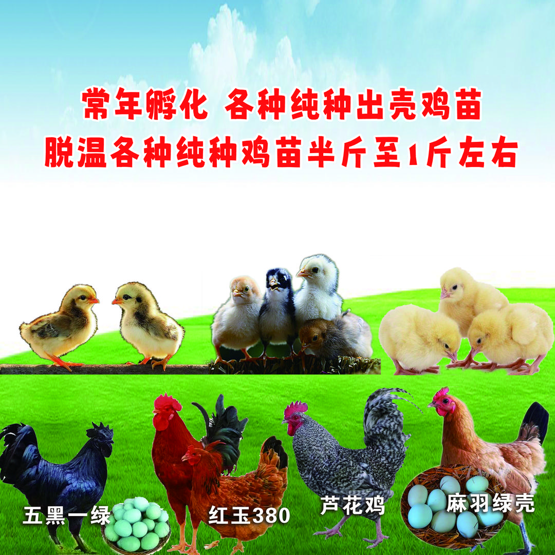 腾辉家禽孵化中心