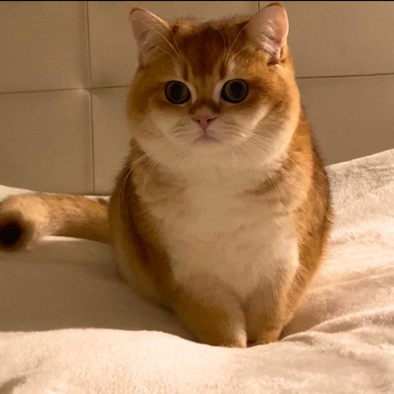 柴猫小卡