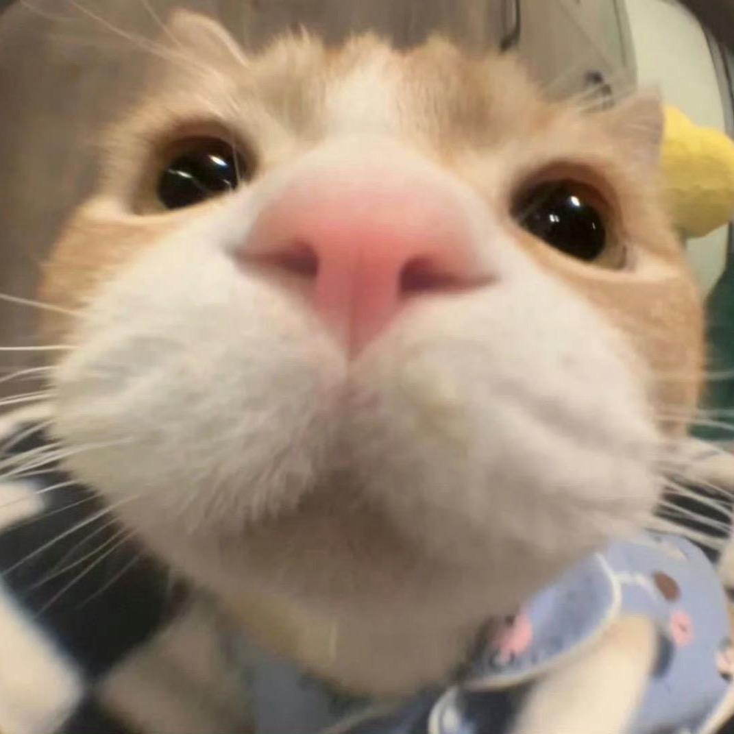 拿铁猫堡