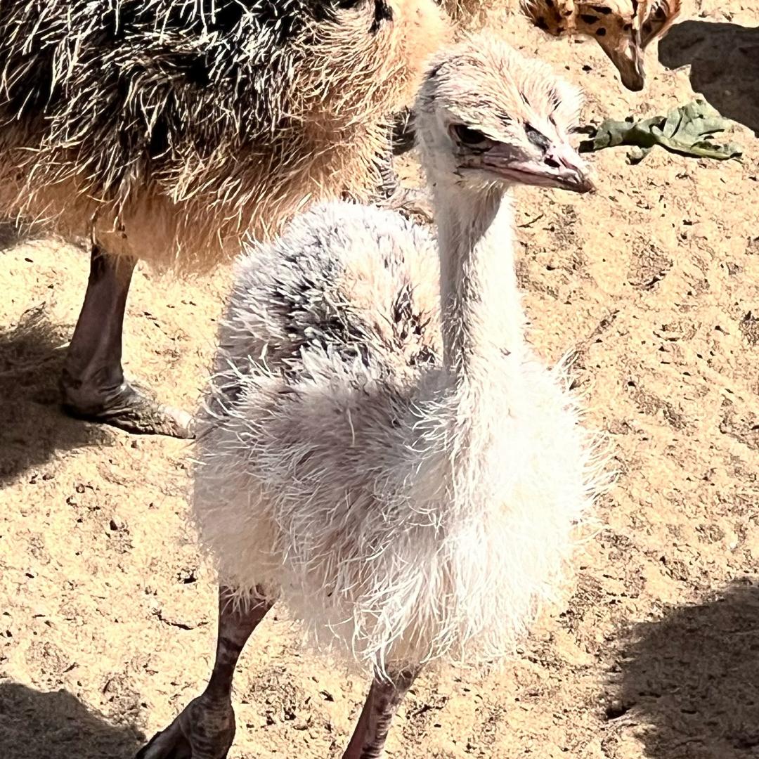 安国弘顺农业精品店