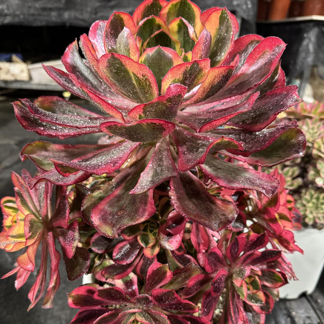 暖暖多肉法师植物园2店