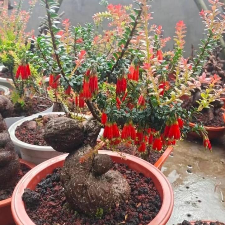 石趣花园