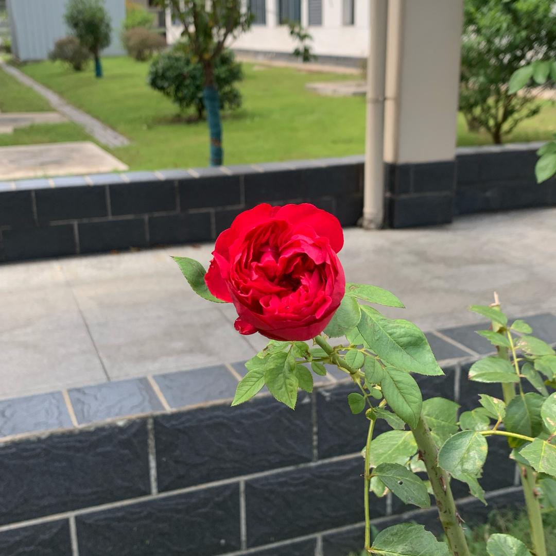 清风自来