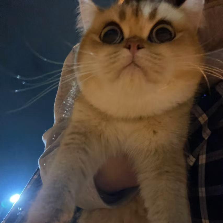 蘑菇.