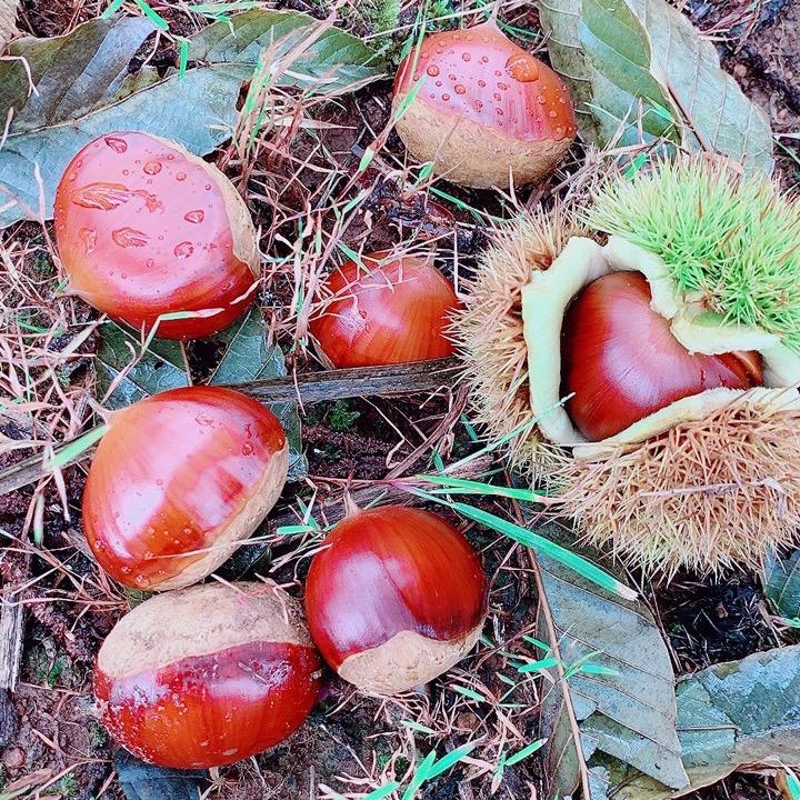 乡村小七特产