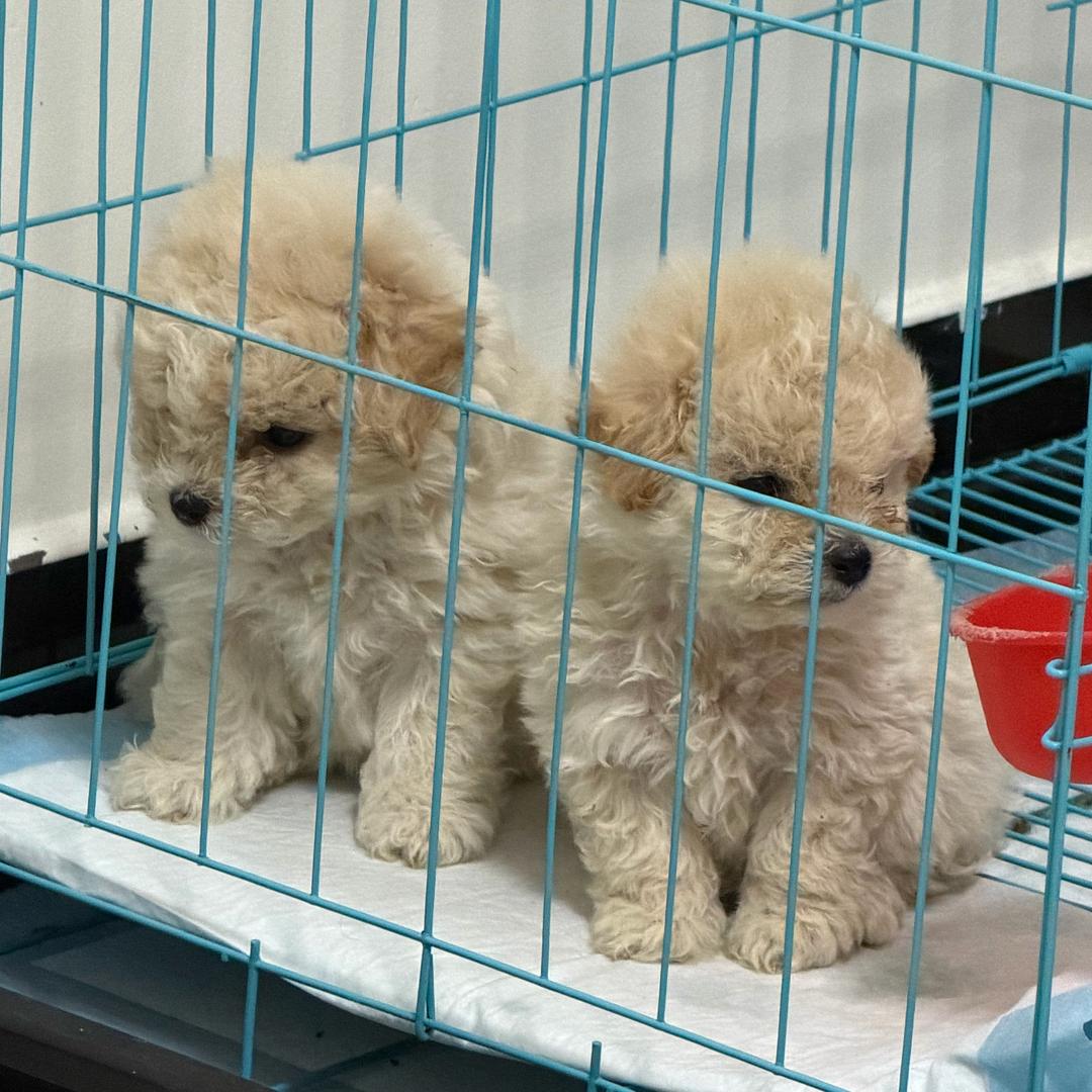 大饼🫓和水饺🥟