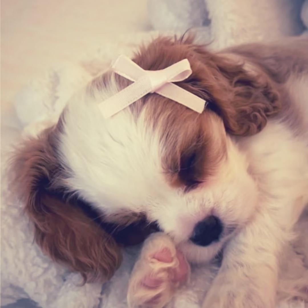 糕鱼大王万万岁