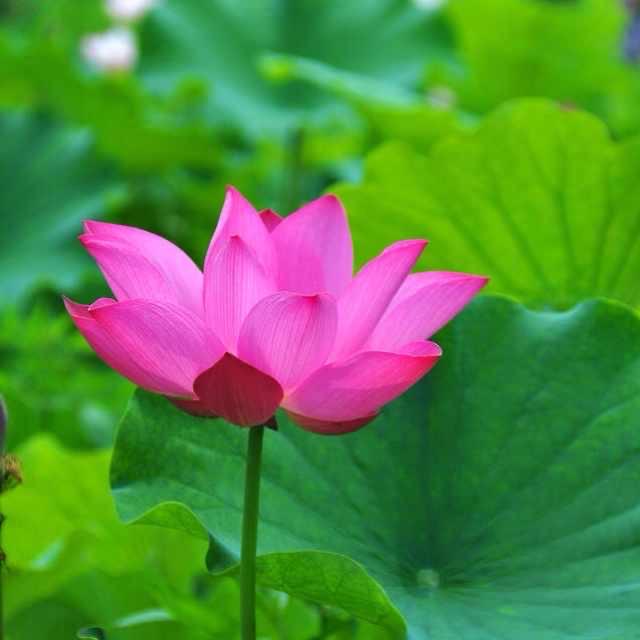 厦门阿宏妈妈（闽南大哥前妻）