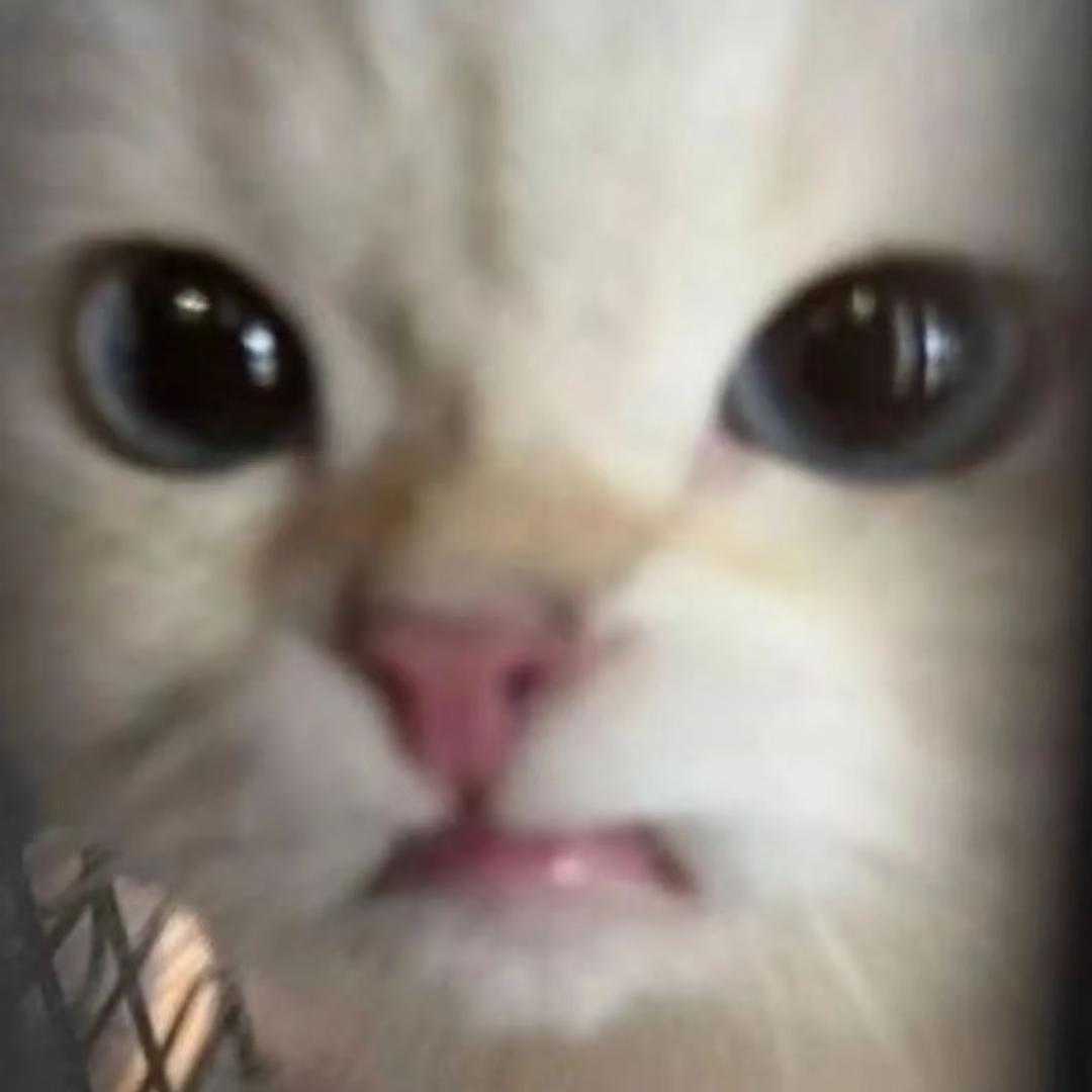 小猫老师
