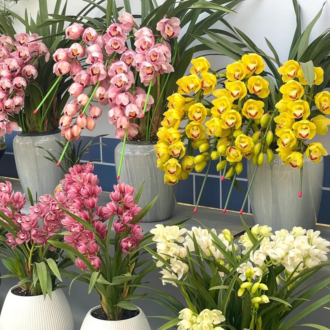 🍃绿植花卉云南基地🌹