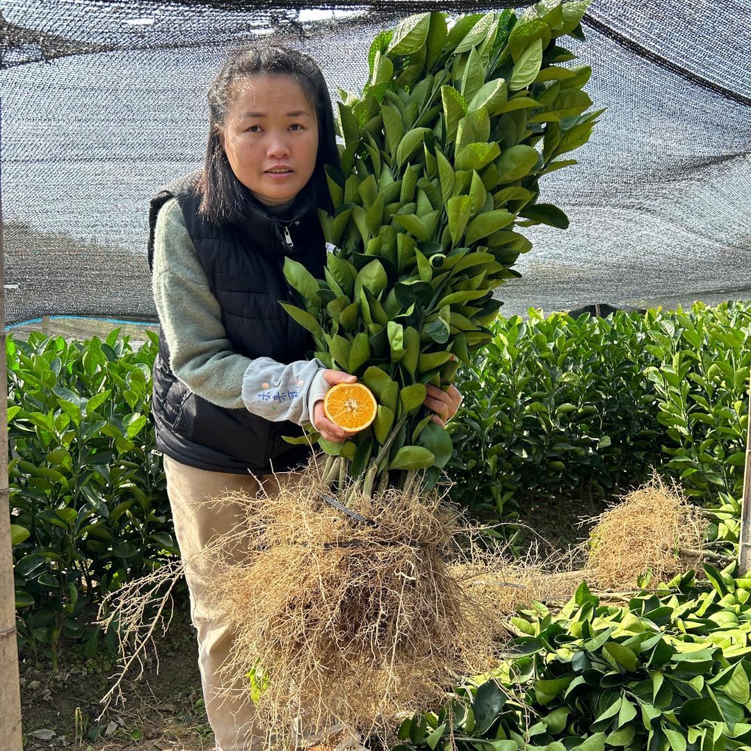 正宗赣南脐橙苗