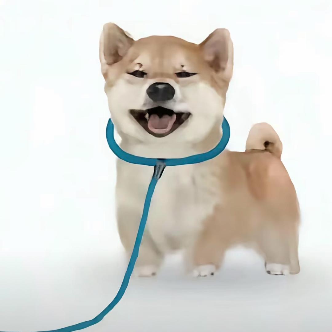 阿泽、（毛娘接单）