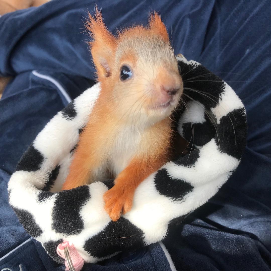 KK小松鼠（售🐿️）