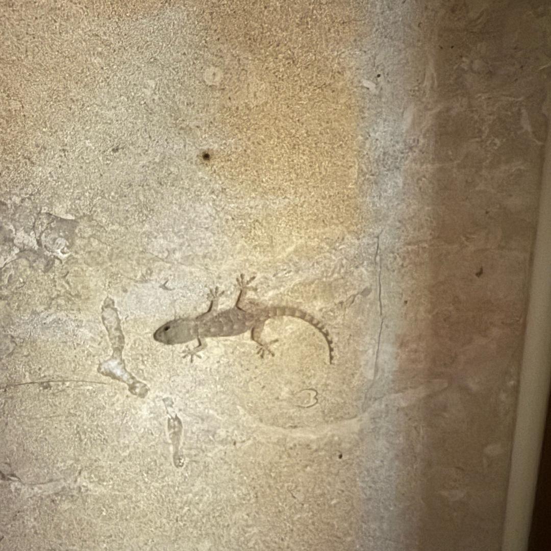 承瑞