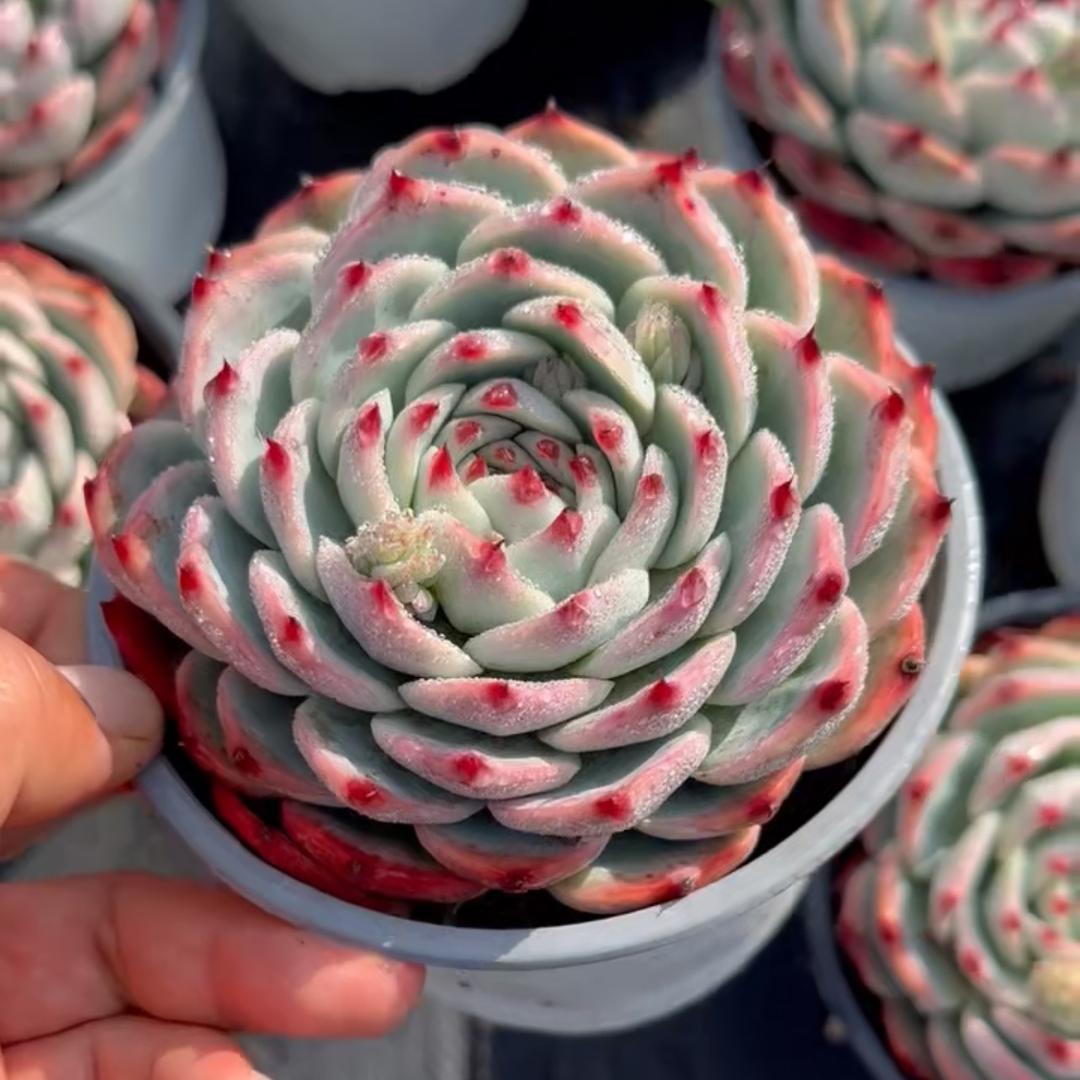 花曼园艺