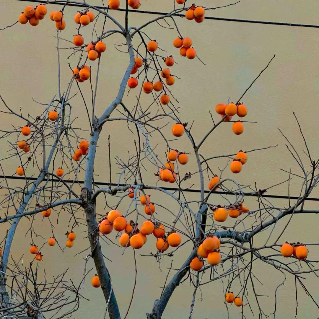 .柿柿如意