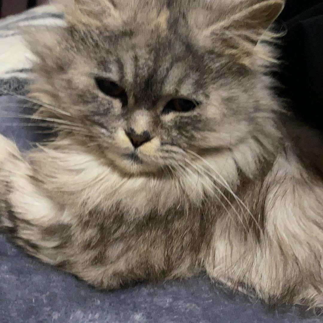 菟宝甜品盐城市区可送