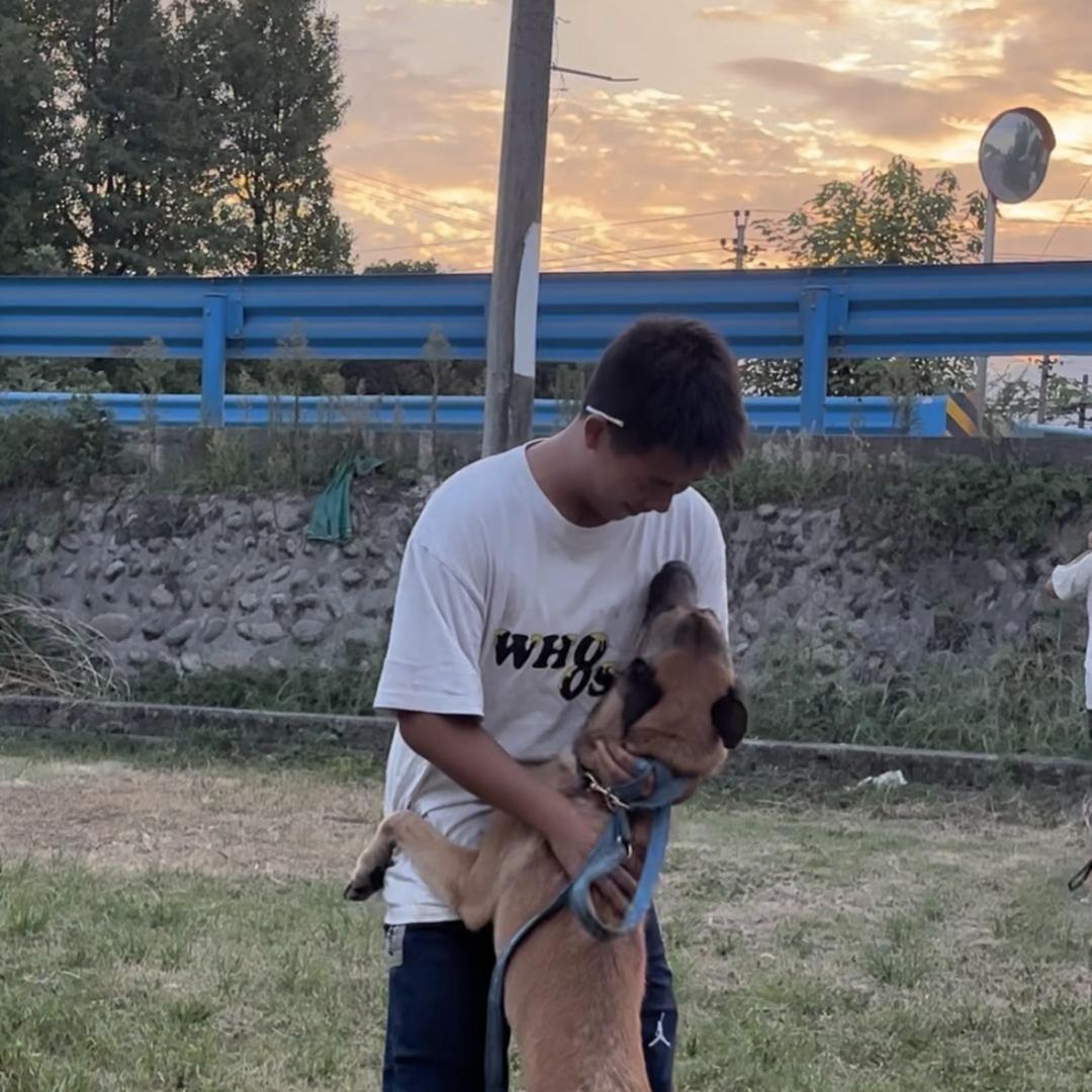 德淋工作犬俱乐部-小李