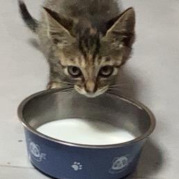 小猫面包