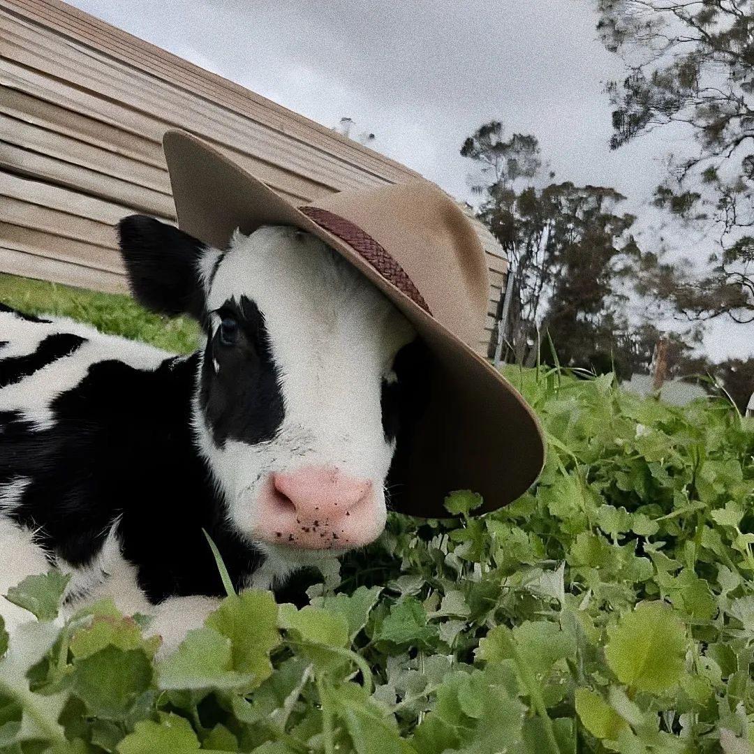 世界第一可爱的小胖