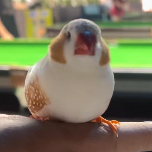 益心手养鸟