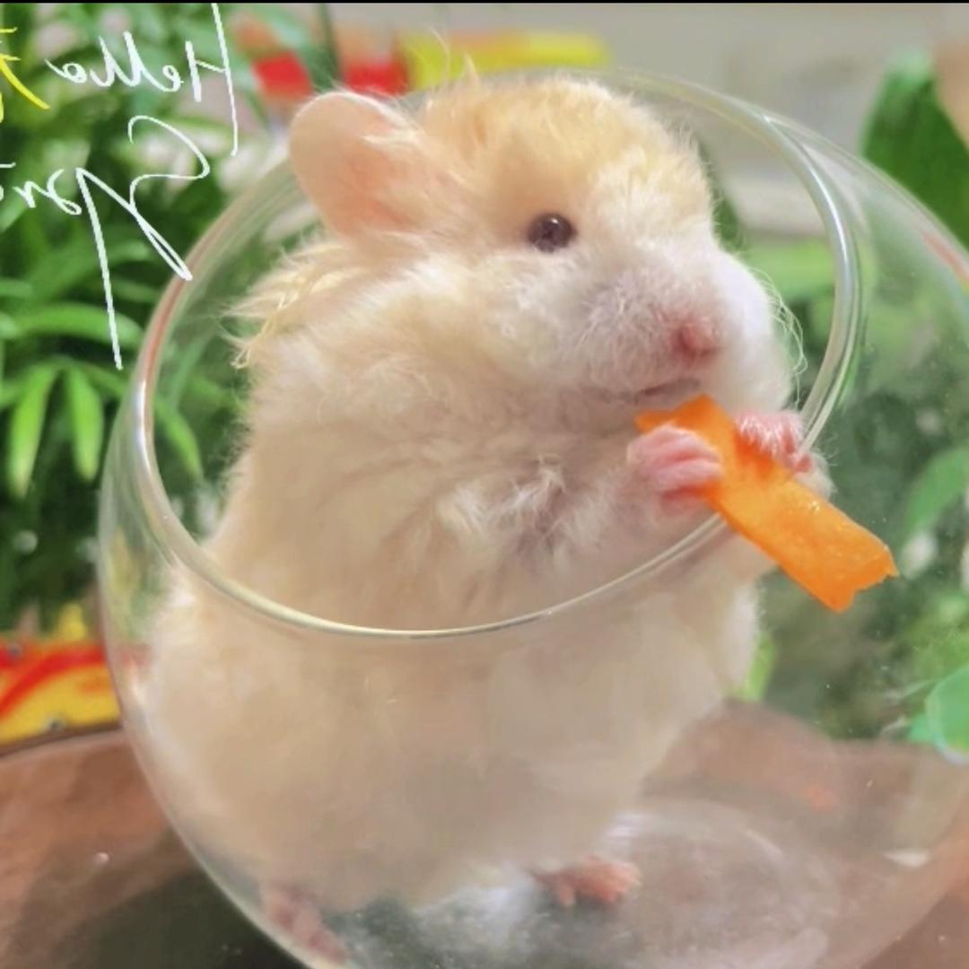 爱宠熊会馆—熊粮版