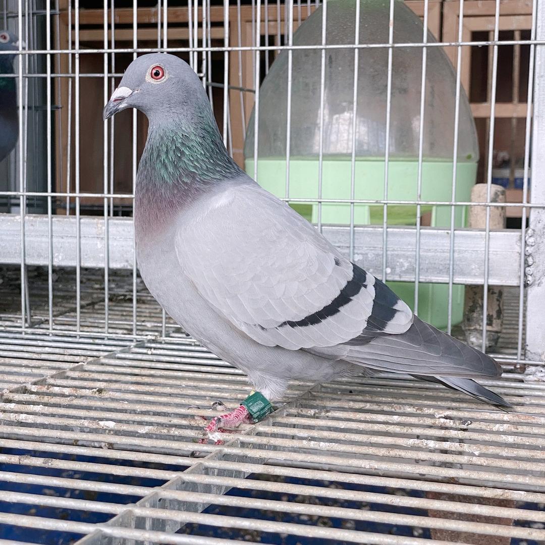 粤翔鸽舍-蔡明航