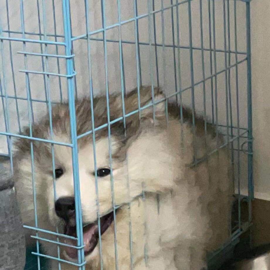 阿阿咩