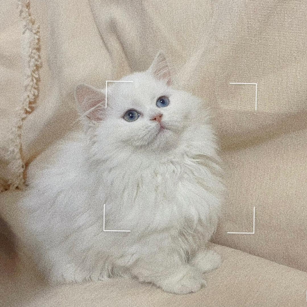 琉璃是只异瞳猫