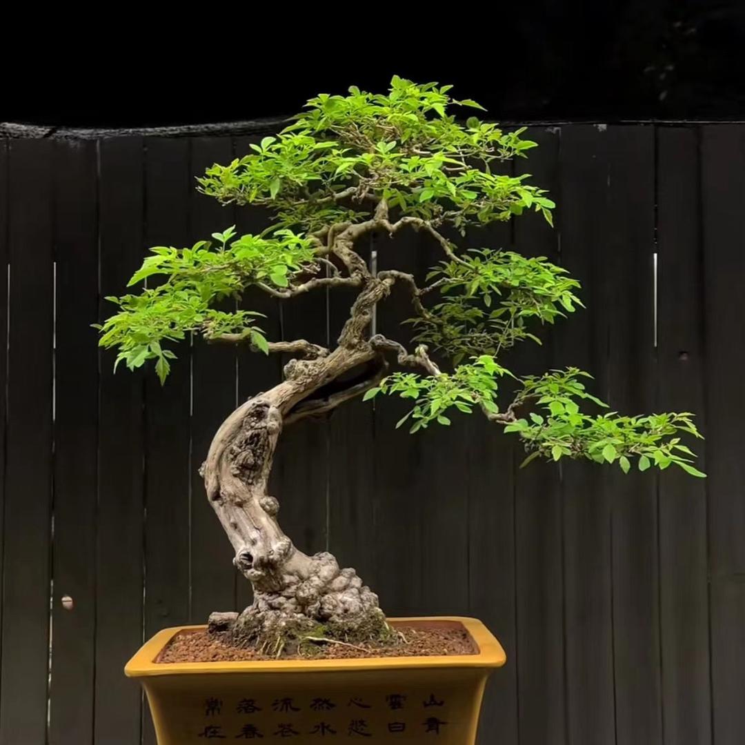 泰山微盆景黄荆