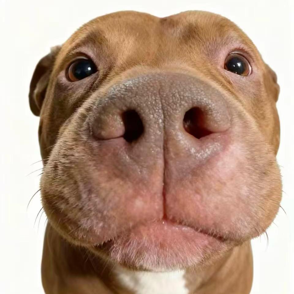 呆呆（爱雪宝）