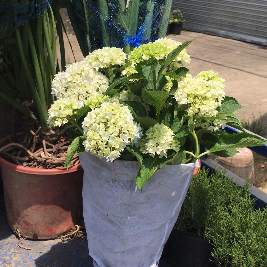 景上添花园艺产品