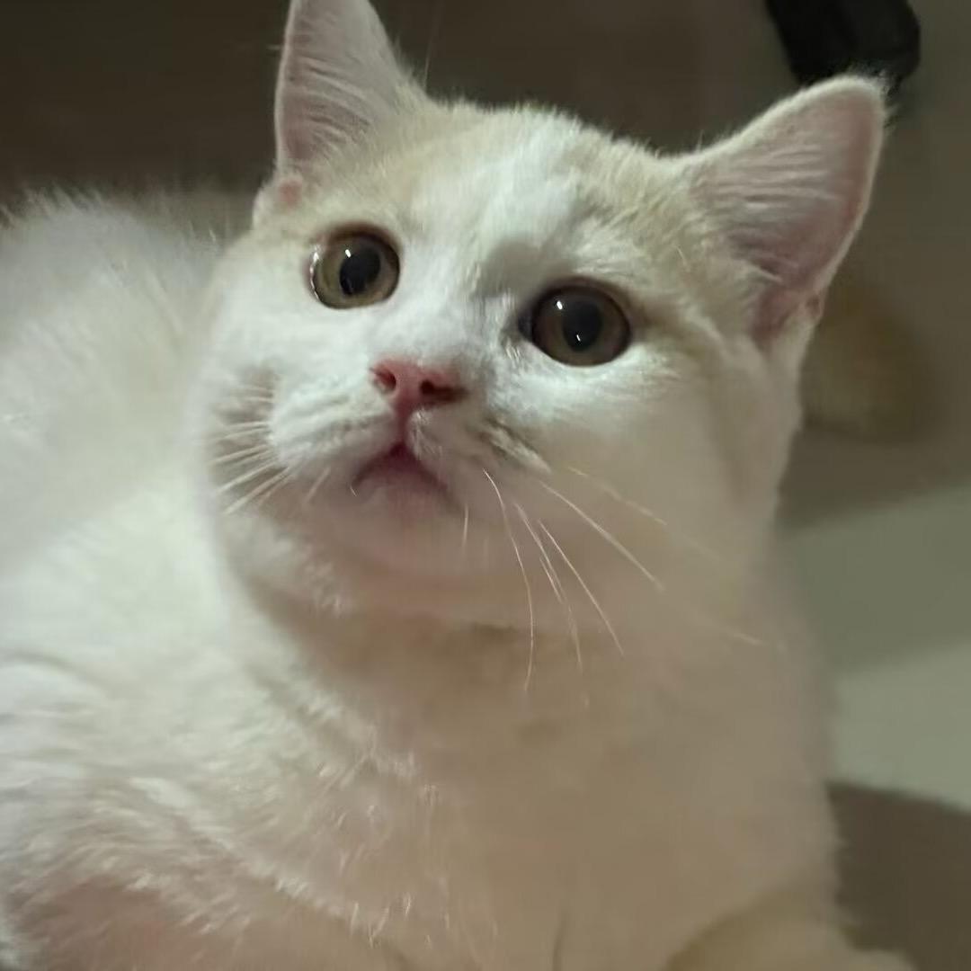 华姐犬舍（起点到原点）