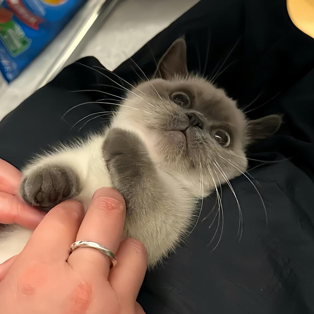 小白猪