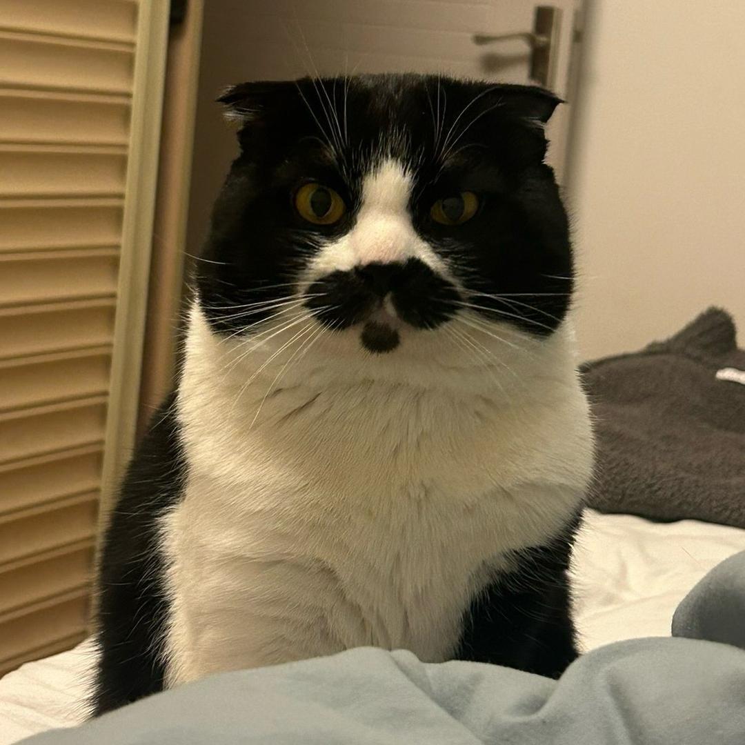 帅气小瓜猫