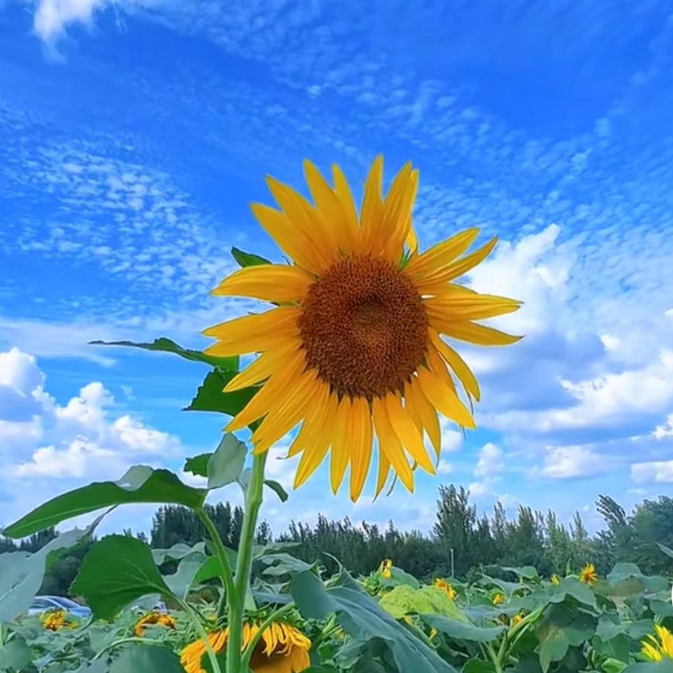 大山人家（惠灵尔）