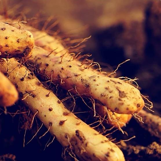 乾芒农人牛二宝